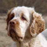 Clumber Spaniel
