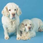 Clumber Spaniel