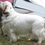 Clumber Spaniel
