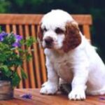 Clumber Spaniel