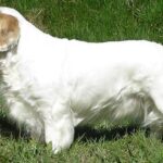 Clumber Spaniel