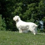 Clumber Spaniel