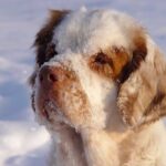 Clumber Spaniel