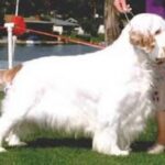 Clumber Spaniel