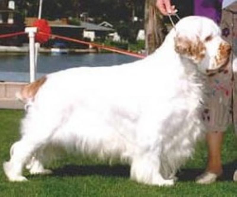 Clumber Spaniel