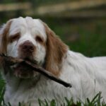 Clumber Spaniel