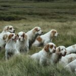 Clumber Spaniel