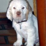Clumber Spaniel