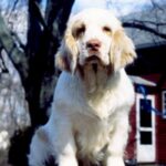 Clumber Spaniel