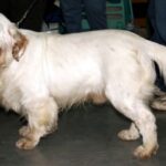 Clumber Spaniel