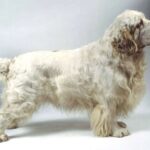 Clumber Spaniel