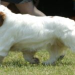 Clumber Spaniel