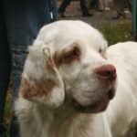 Clumber Spaniel