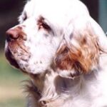 Clumber Spaniel