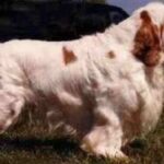 Clumber Spaniel