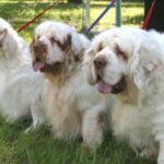 Clumber Spaniel