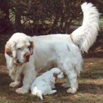 Clumber Spaniel