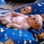 Cocker Spaniel