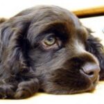 Cocker Spaniel