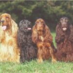 Cocker Spaniel