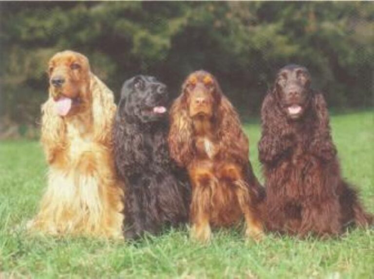 Cocker Spaniel