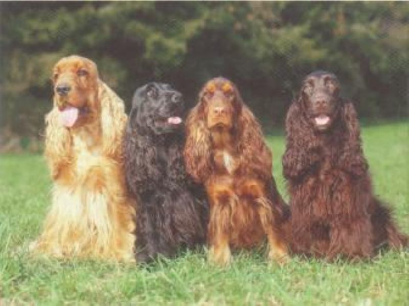 Cocker Spaniel