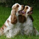 Cocker Spaniel