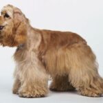 Cocker Spaniel