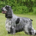 Cocker Spaniel