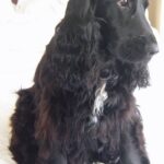 Cocker Spaniel