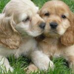 Cocker Spaniel
