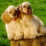 Cocker Spaniel