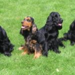 Cocker Spaniel