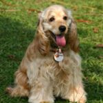 Cocker Spaniel