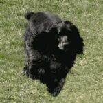 Cocker Spaniel
