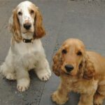 Cocker Spaniel