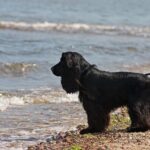 Cocker Spaniel