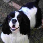 Cocker Spaniel