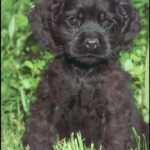 Cocker Spaniel