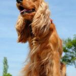 Cocker Spaniel