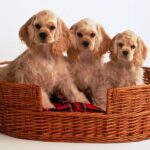 Cocker Spaniel