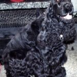 Cocker Spaniel