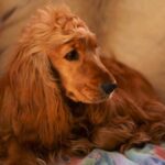 Cocker Spaniel