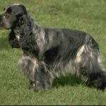 Cocker Spaniel