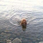 Cocker Spaniel