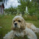 Cocker Spaniel