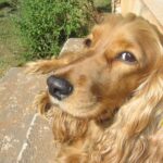 Cocker Spaniel