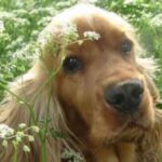 Cocker Spaniel