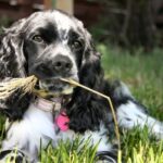 Cocker Spaniel