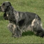 Cocker Spaniel
